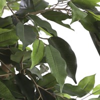 Kunstplant Mica Ficus in plastic pot 180x100cm-3