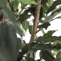 Kunstplant Mica Ficus in plastic pot 180x100cm-1